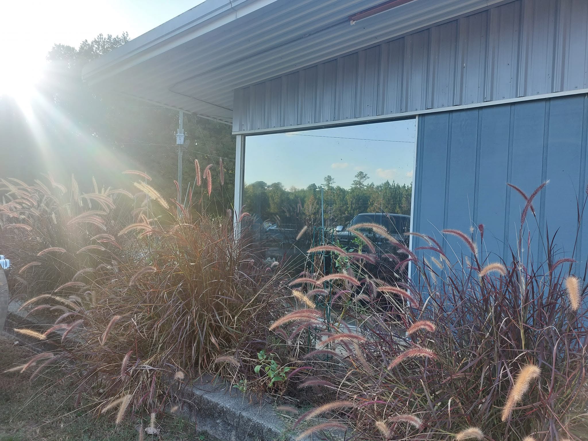 Ornamental grasses with red plumes in front of modern industrial building with large windows